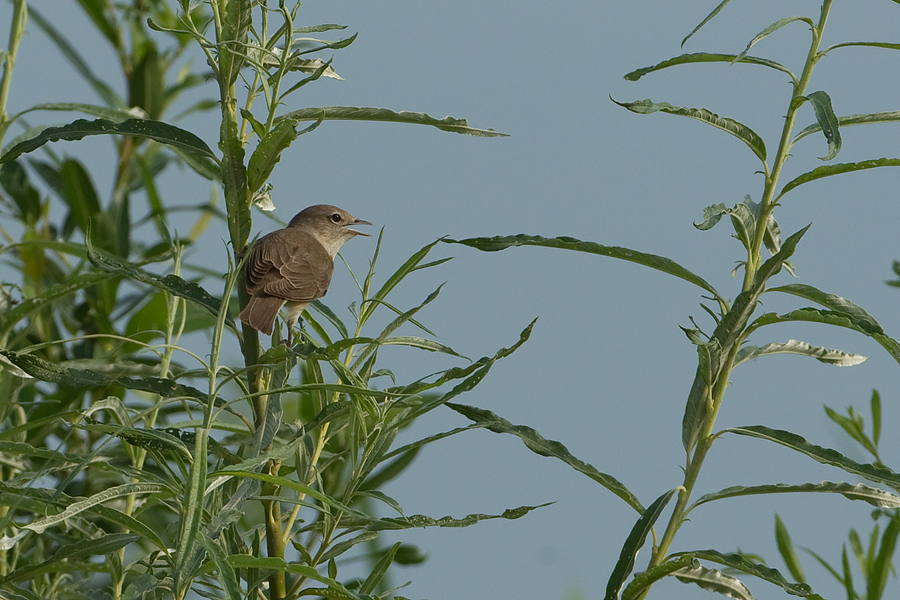 Acrocephalus palustris Marsh Warbler Bosrietzanger